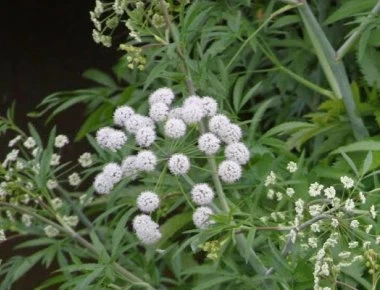 Τα βότανα που γίνονται «ασπίδα» κατά του διαβήτη